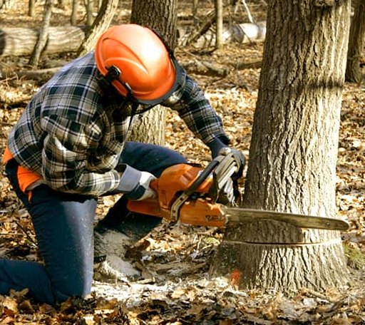 Tree Removal in North Salem, IN